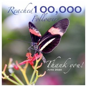 100,000 Followers 🦋🦋🦋